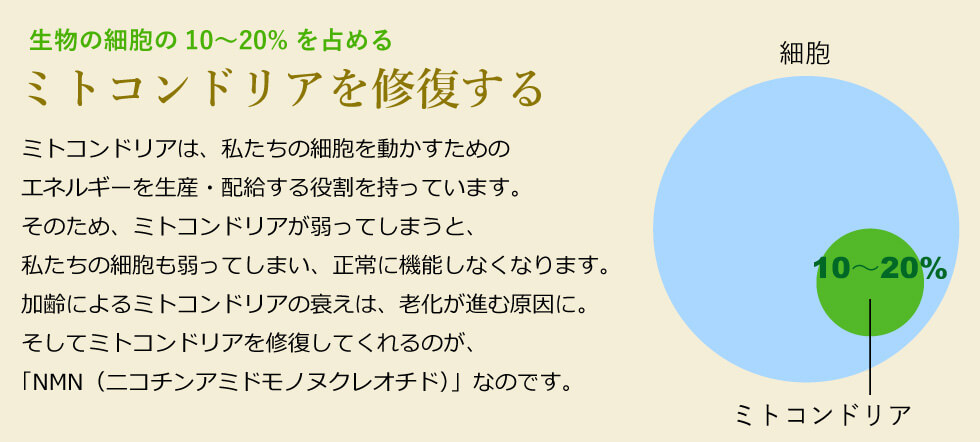 ミトコンドリアを修復する