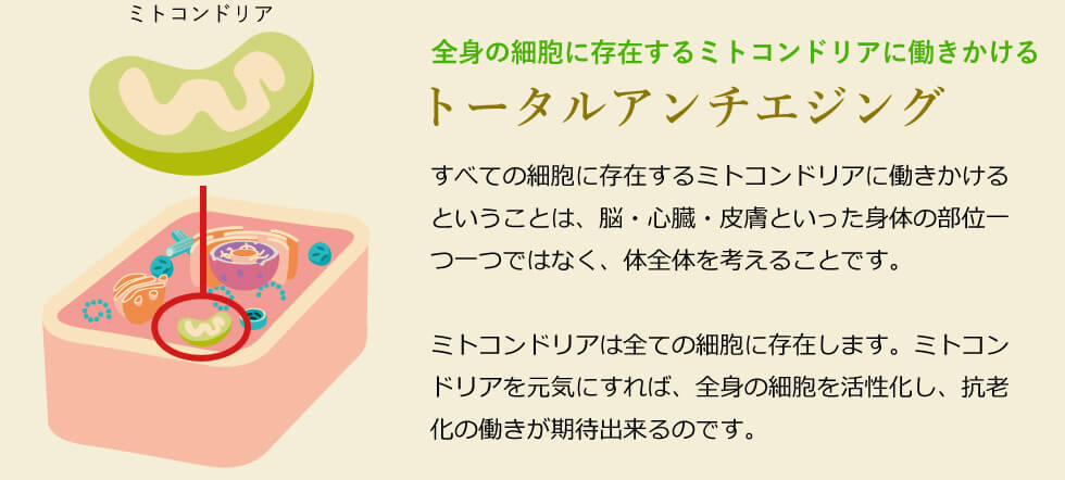 トータルアンチエイジング